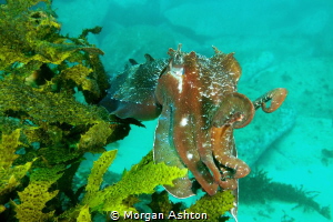 Cuttlefish off of Manly by Morgan Ashton 